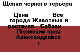 Щенки черного терьера › Цена ­ 35 000 - Все города Животные и растения » Собаки   . Пермский край,Александровск г.